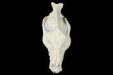 Fossil Oreodont (Merycoidodon) Skull - Wyoming #176385-7